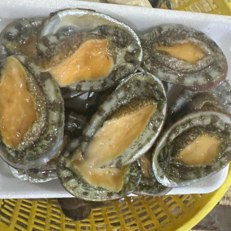 bào ngư