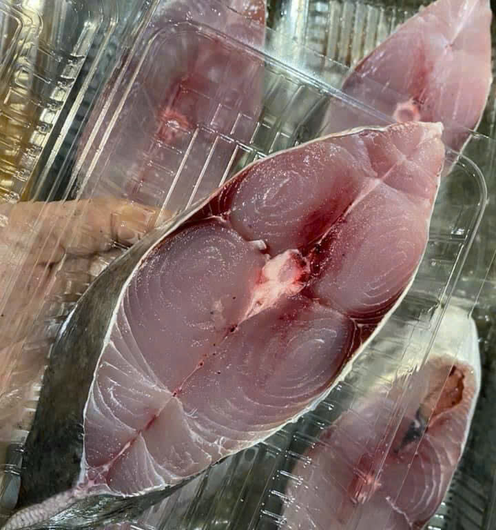 cá bớp2