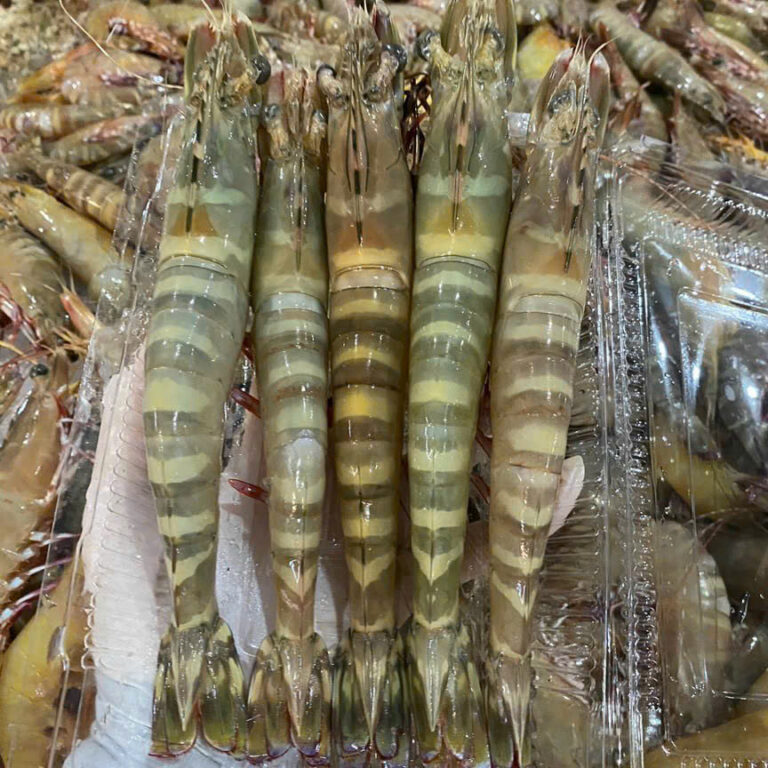 tôm thẻ óng ánh size bự